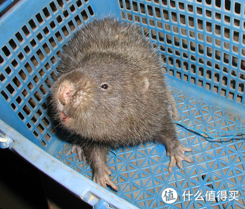 市场上的小竹鼠，乍看像个小老鼠。图片：Roadnottaken / Wikipedia
