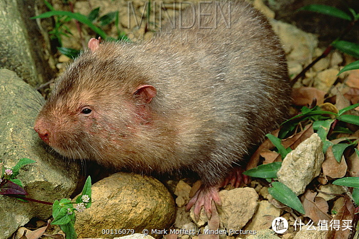 越南潭道国家公园内的中华竹鼠。图片：Mark Moffett