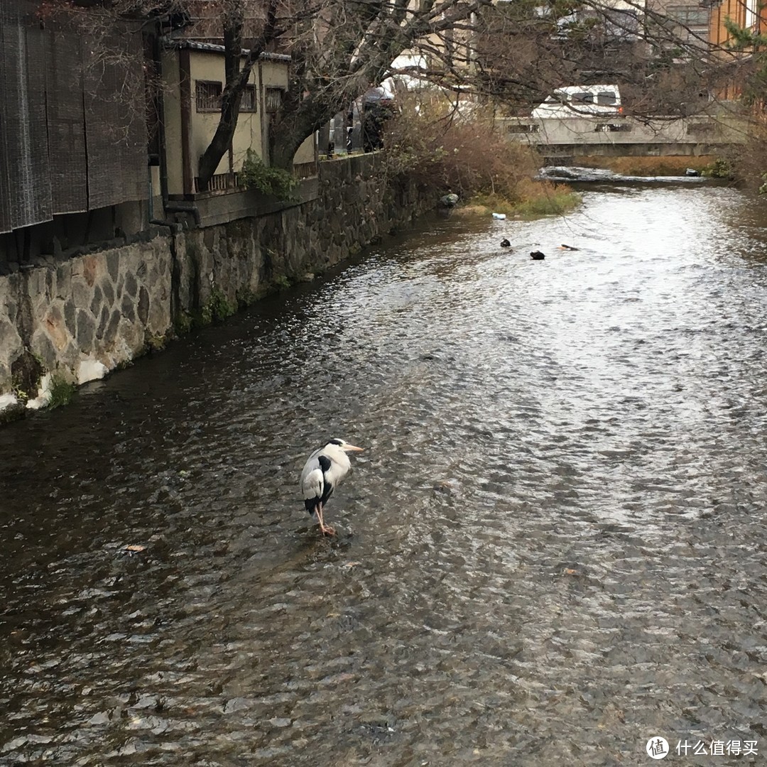 日本关西行—京都篇