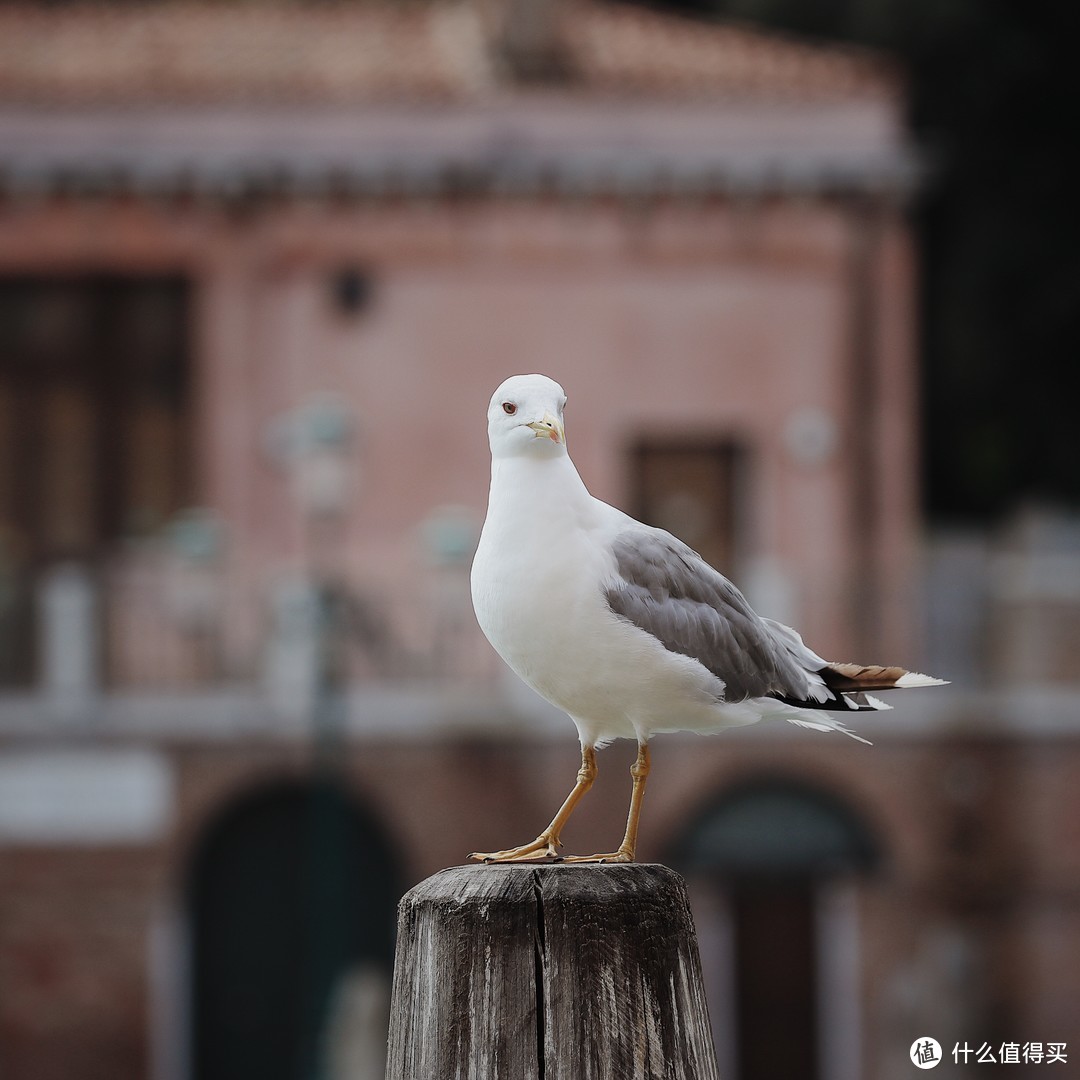 旅行撰稿人告诉你，为什么70-200mm这颗镜头是旅行必备？有图有真相！