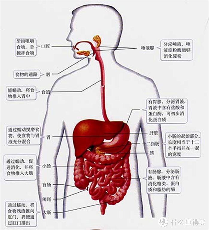 酸性体质的谬论，你还在相信吗？