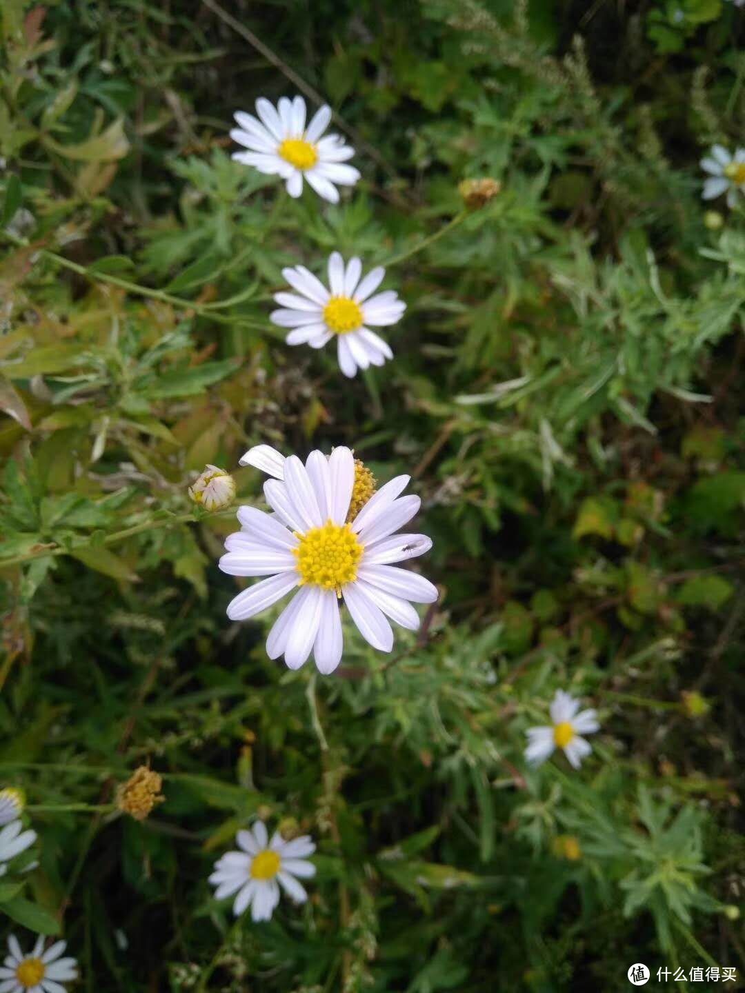 不知名的花