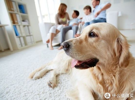 养宠家庭不得不知的消毒常识 宠物基本护理 什么值得买