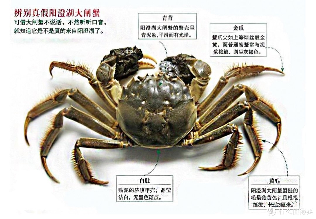 螃蟹种类及名称图片图片