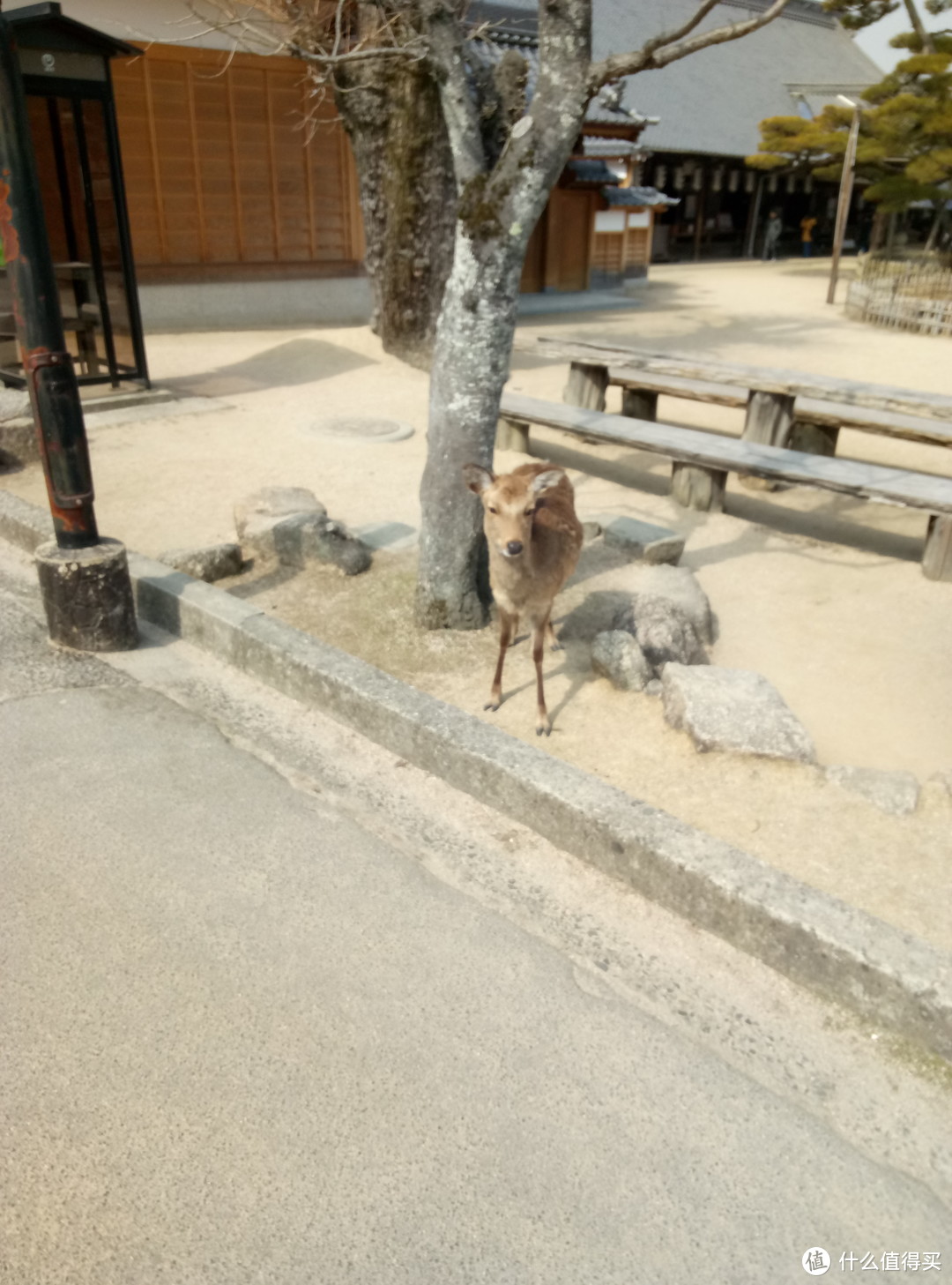 乘坐NOZOMI号新干线假装路过，短暂的广岛和廿日市宫岛之行