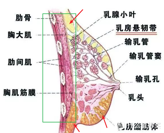 胸部训练de万字长文