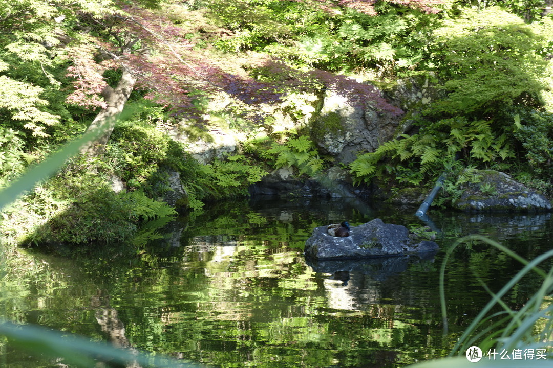 京都逛吃之旅，金阁寺、龙安寺、清水寺、平安神宫、二条城……经典景点进来看