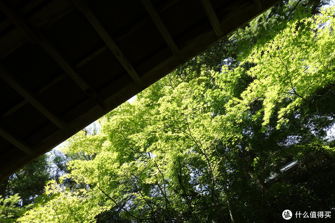 京都逛吃之旅，金阁寺、龙安寺、清水寺、平安神宫、二条城……经典景点进来看