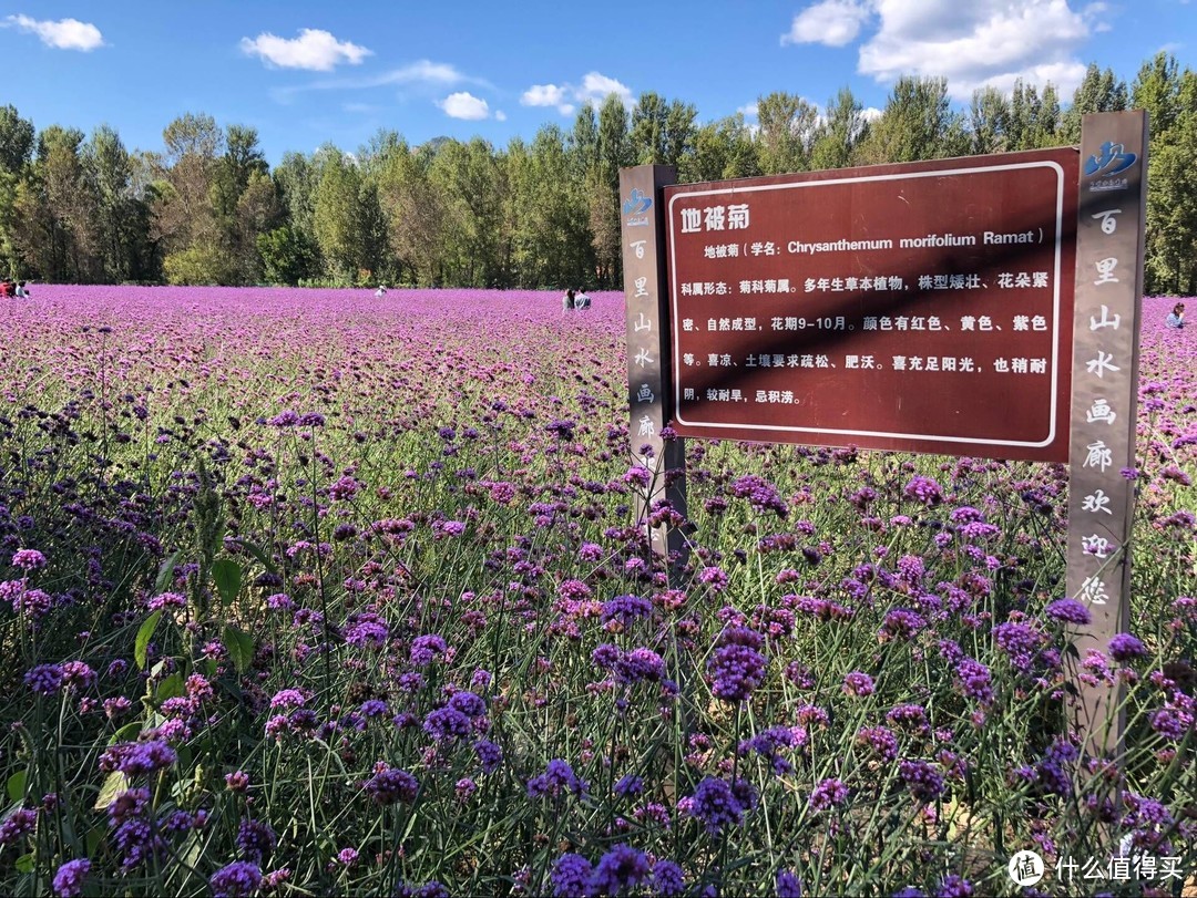 地批菊