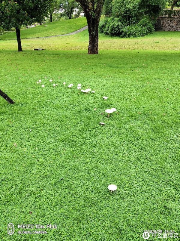雨后蘑菇