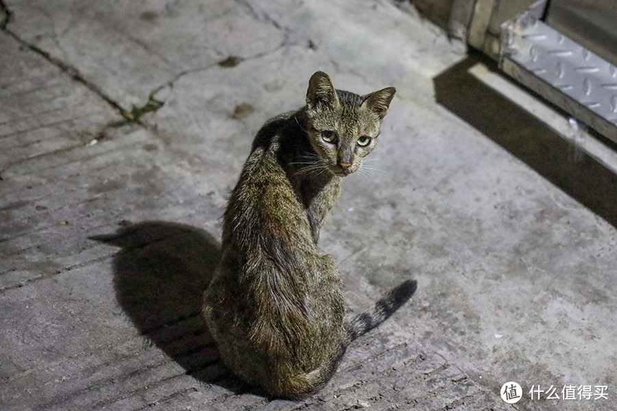 焦距：105mm  光圈：f/4  快门速度：1/160s  ISO：12800