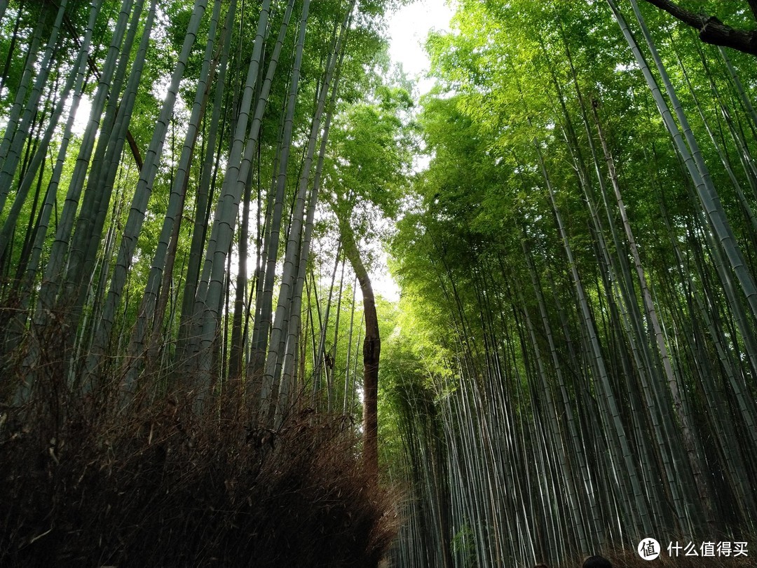 岚山小竹林