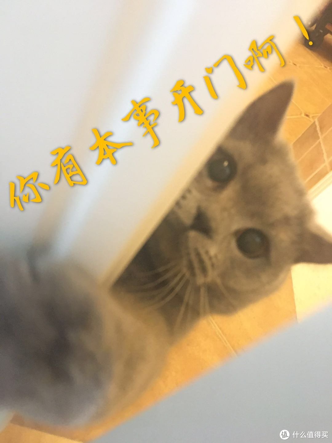 一日吸猫，终身复吸—不完全养猫指南&分享好物&晒猫片