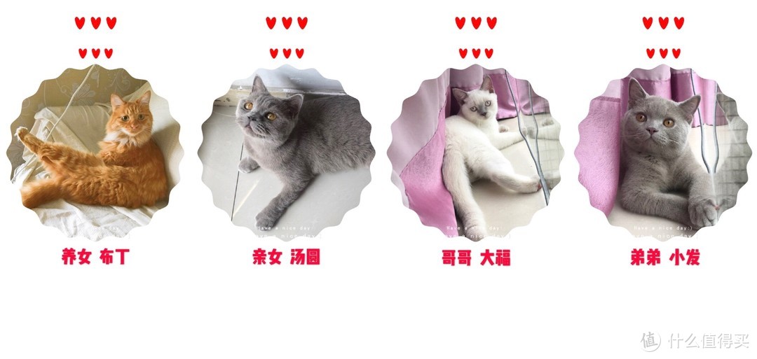 猫奴购物囤货手册，这些坑我都帮你们试了(大量猫毒)