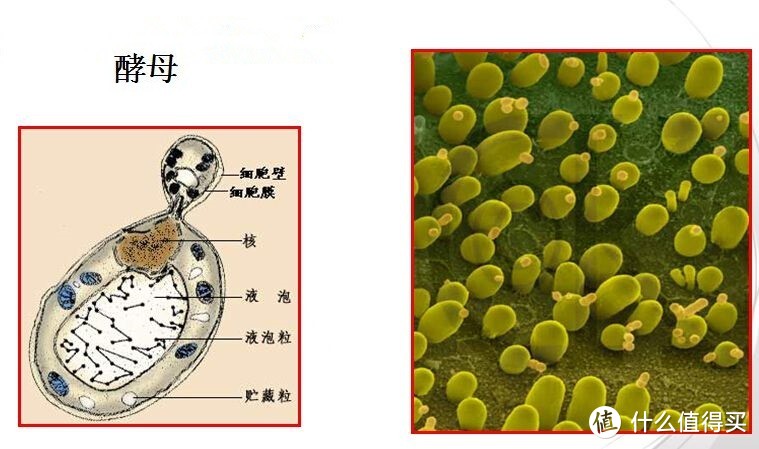 不懂这些“关键词”怎么好好护肤！男女实用护肤成分科普及产品选购攻略