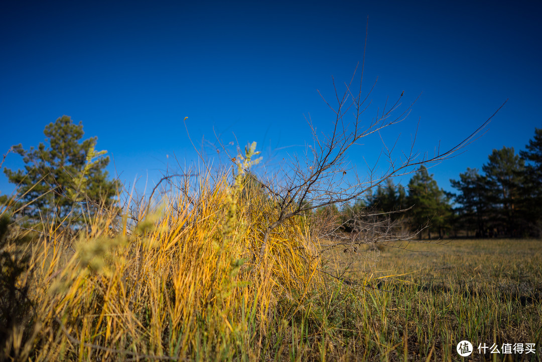 西山公园深秋枯黄的草
