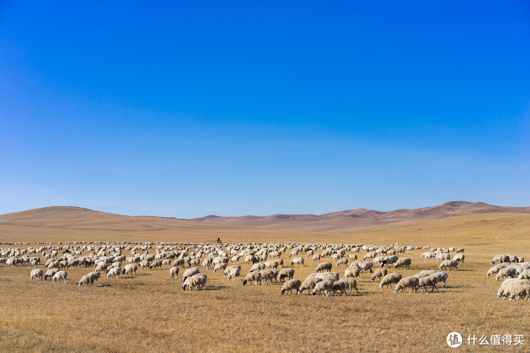 一千四百只羊