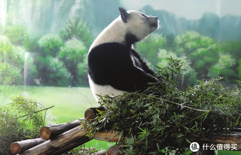 你知道苏州也有大熊猫吗？迷晕“歪果仁”的萌物在苏州也能看到！