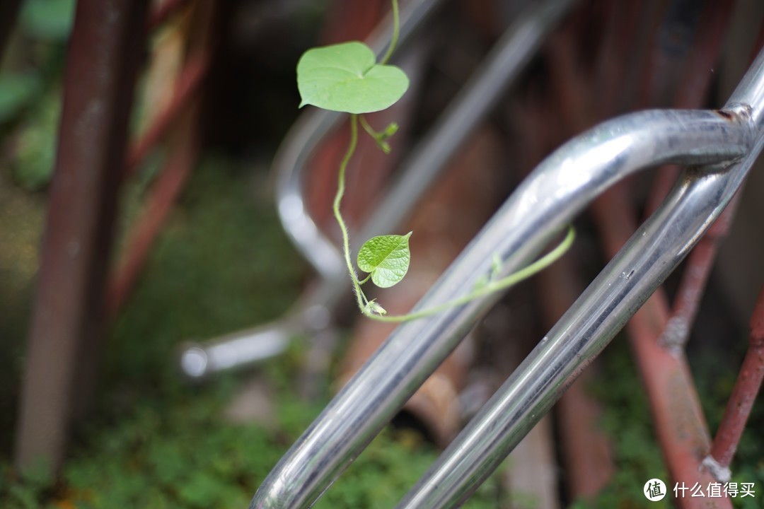 玩老镜头交学费—康泰时50mm F/1.7老镜头不合焦怎么办？