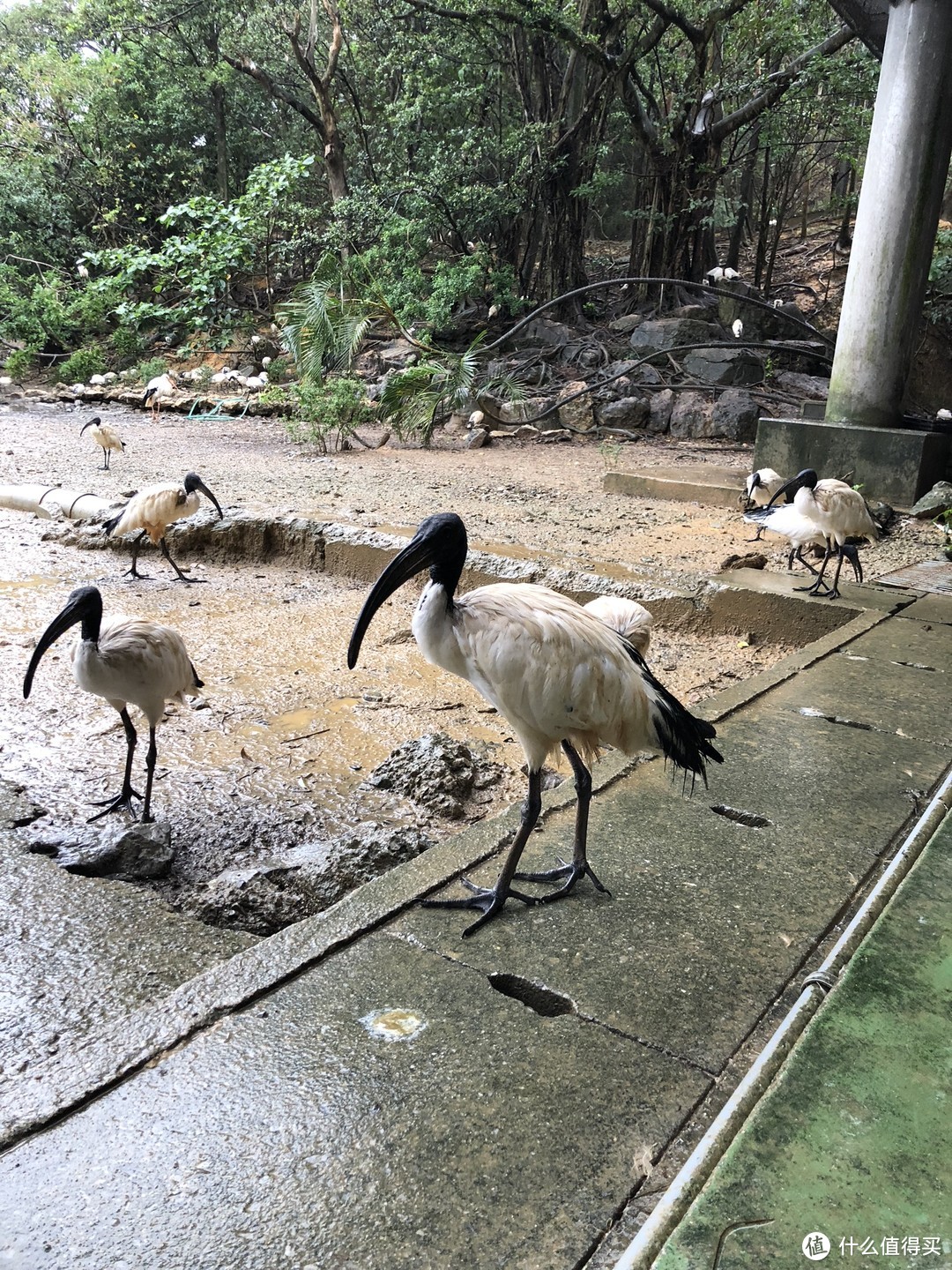 不知道什么鹤，可以喂食，一点都不流氓，不给也不会抢