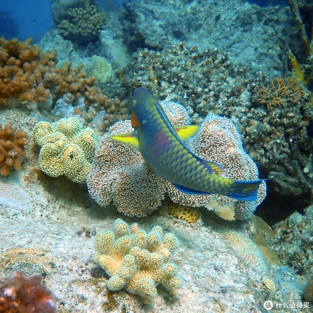 飞天遁海昆士兰