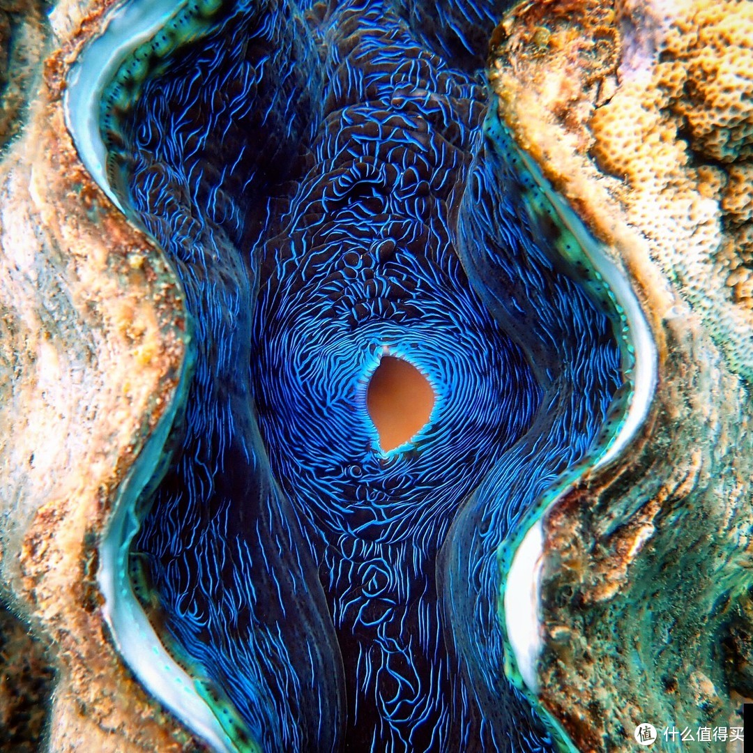 飞天遁海昆士兰