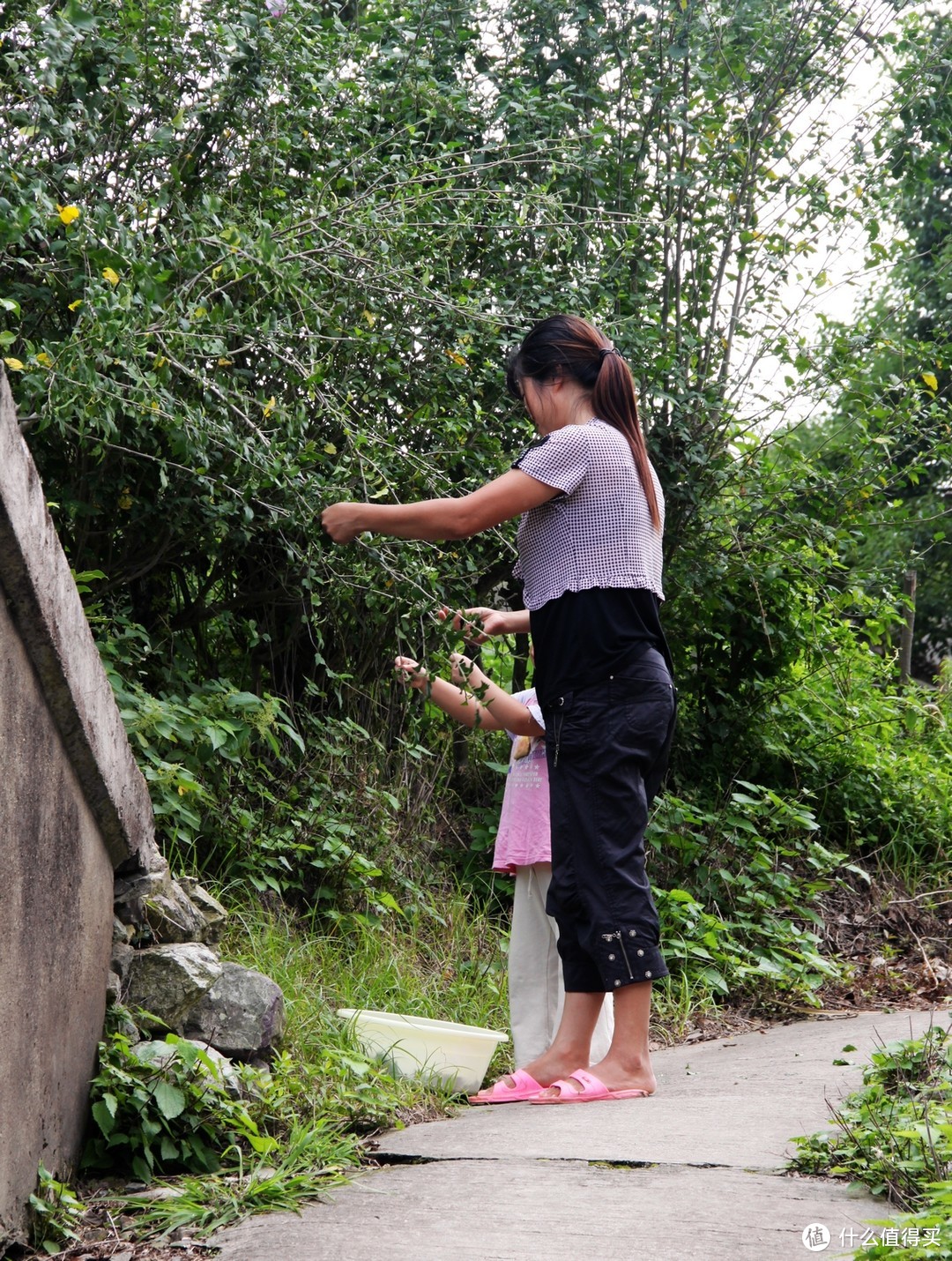 这位妈妈告诉我，叶子是用来洗头的