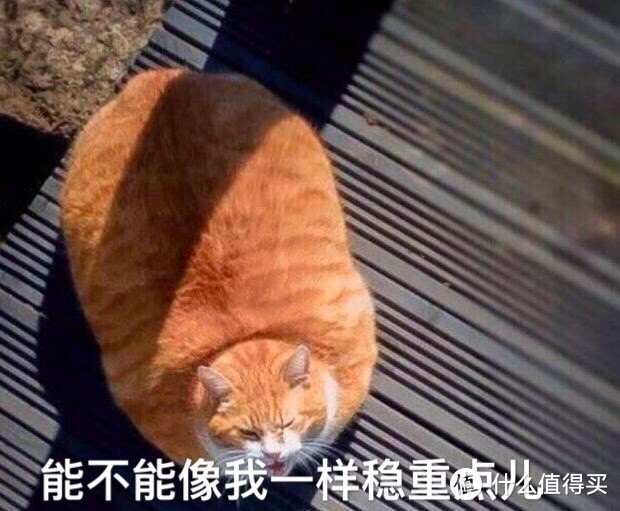 不完全养猫补坑指北篇二：从选猫开始填坑