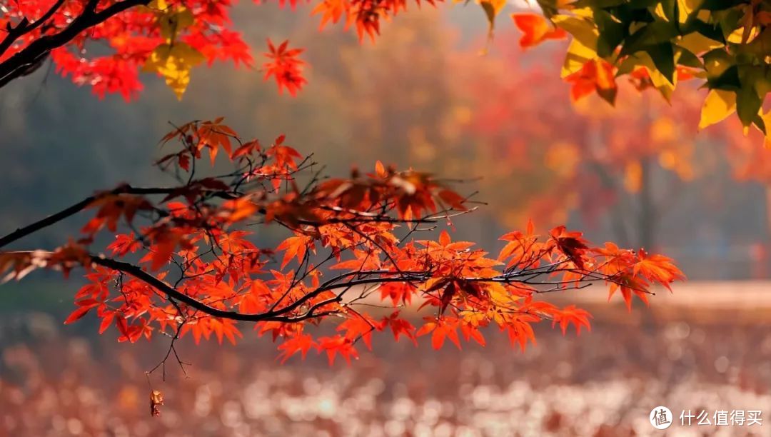 秋风一起，十里红妆—这些“枫”景独好的赏枫地可别再错过了