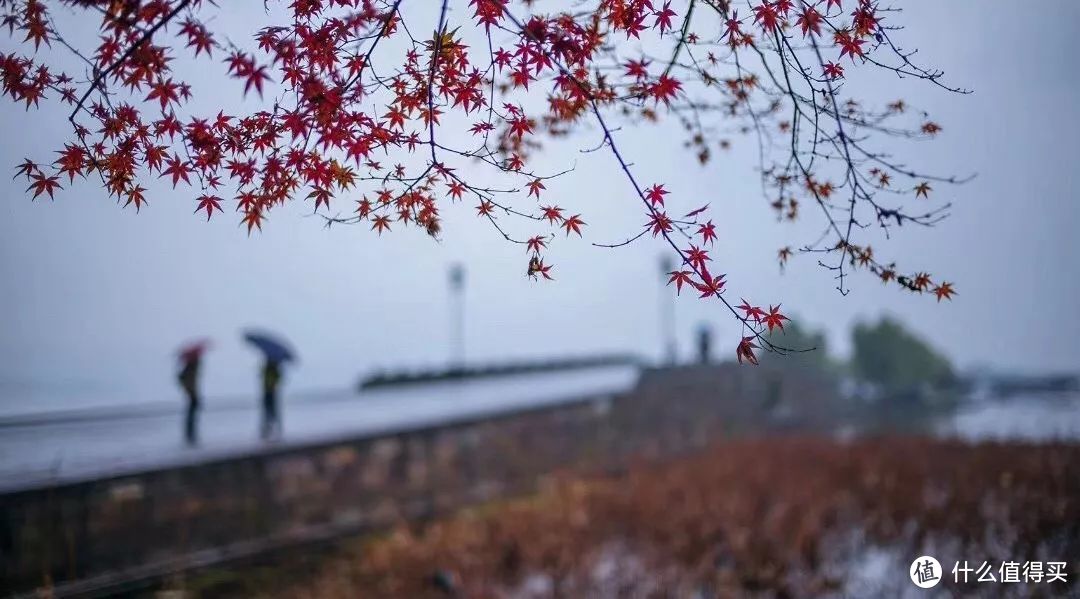 秋风一起，十里红妆—这些“枫”景独好的赏枫地可别再错过了