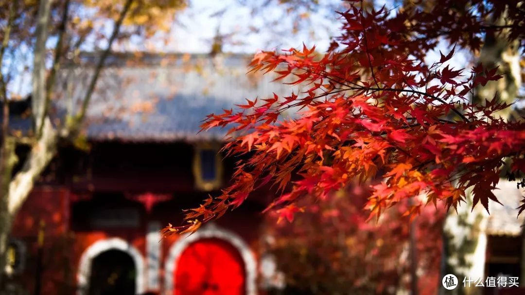 秋风一起，十里红妆—这些“枫”景独好的赏枫地可别再错过了