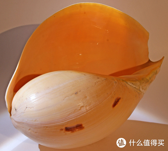 椰子涡螺奶油色的壳口。图片：Didier Descouens / Wikipedia