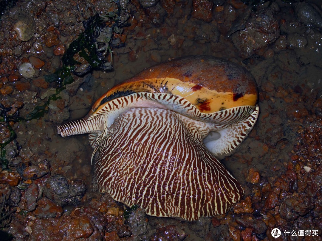 用宽大的肌肉质腹足在沙地上爬行的椰子涡螺。图片：Wild Shores of Singapore