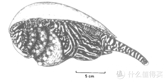 正在捕食管角螺的椰子涡螺，椰子涡螺用腹足将猎物包裹住。图片：Morton, Brian / Journal of Molluscan Studies