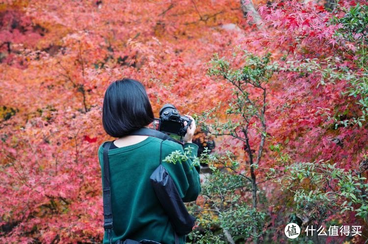 走进南京最美的季节，走进金陵城秋天的红叶