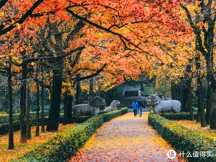 走进南京最美的季节，走进金陵城秋天的红叶