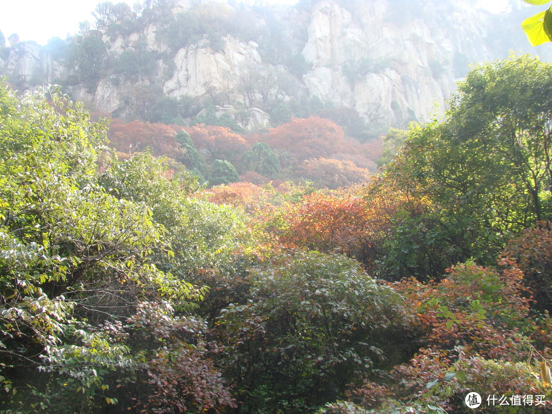 年年红叶皆相似，岁岁心情各不同—观红叶游记