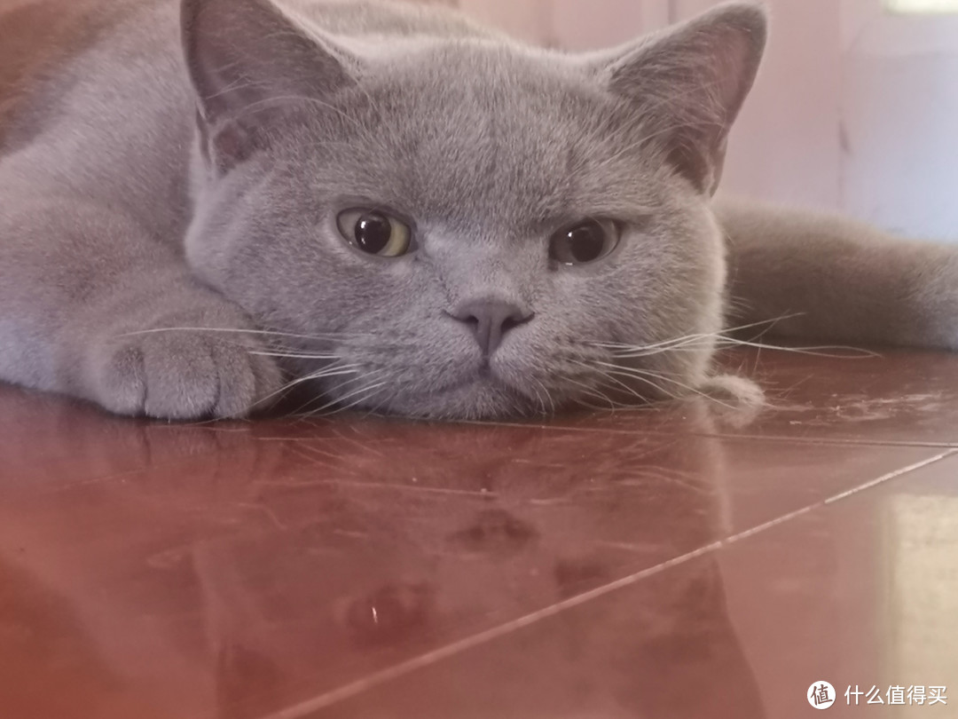 猫爸猫妈集结号，猫咪用品什么值得买？