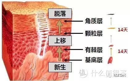 角质层是老花了的皮肤组织层，会自然脱落（图侵删）