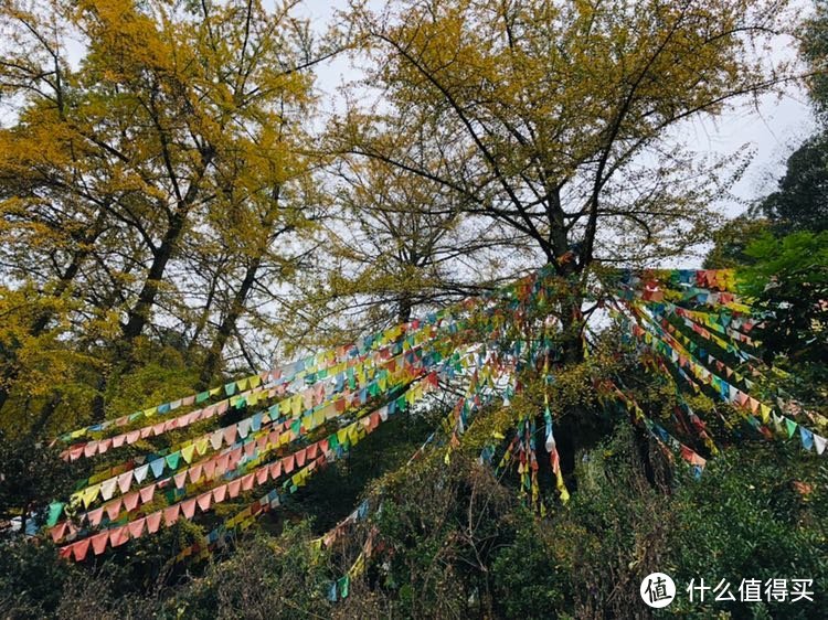 银杏黄时白岩寺