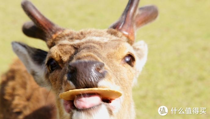 别被奈良那些萌萌的心机鹿给骗了！它们抢起饼干来野蛮着呢！