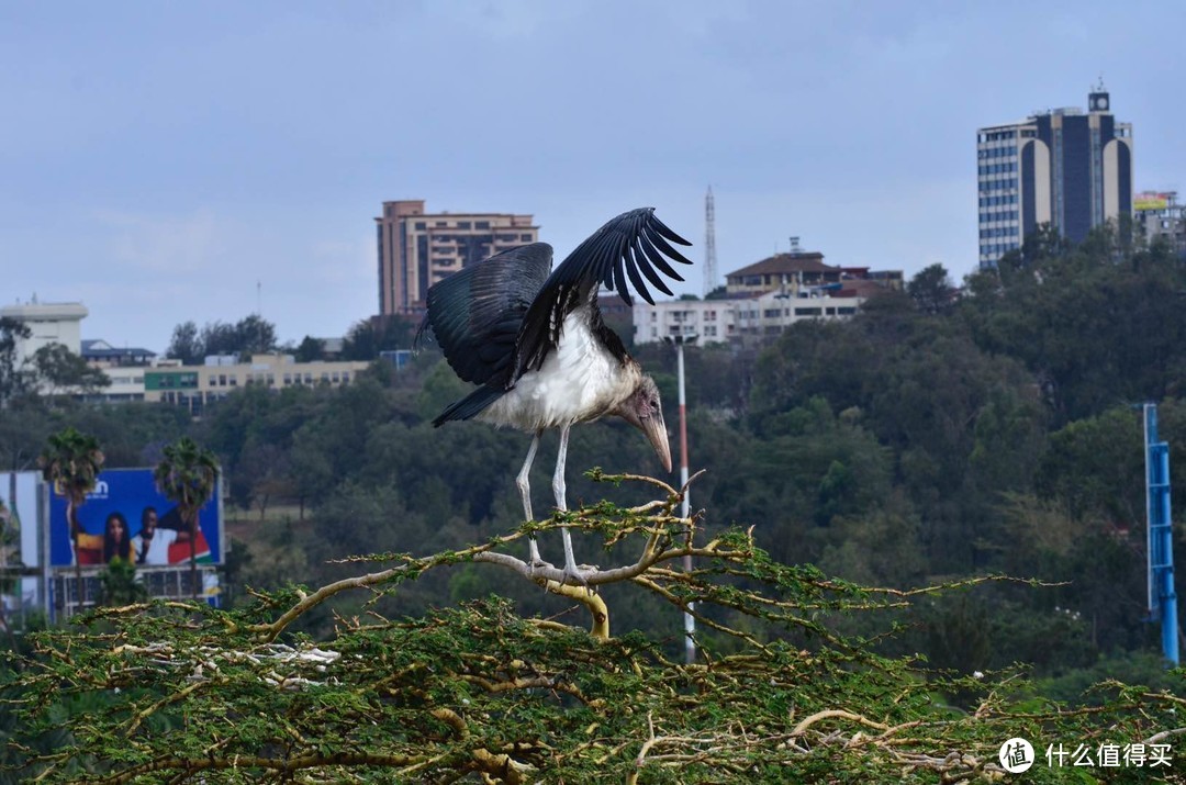 非洲秃鹤（Marabou Stork），栖居在河流、湖泊、沼泽、草地等地带，主要以各种动物的尸体为食，也捕食昆虫、鱼、鼠和鸟等活猎物。有时会翻食垃圾。