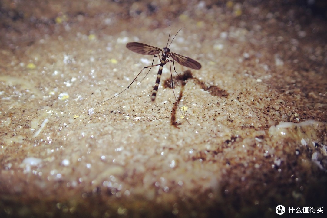 暗黑系生物