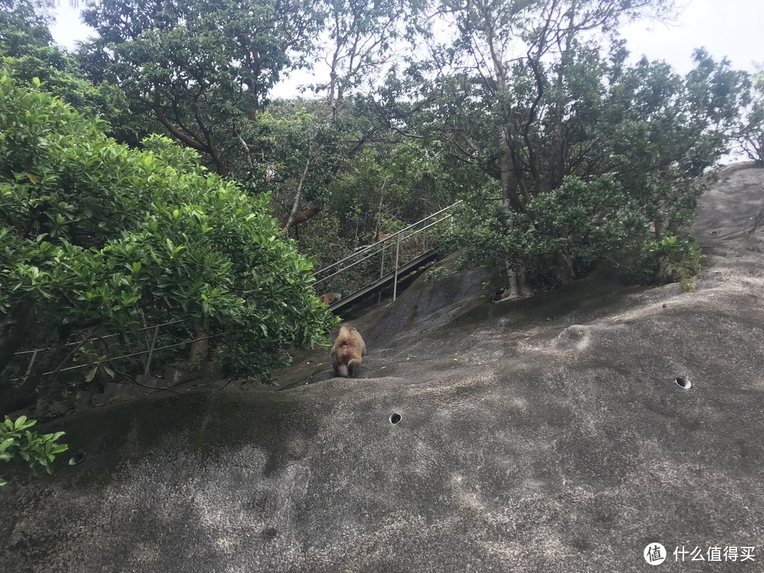 麦理浩径六七八段之重返大帽山