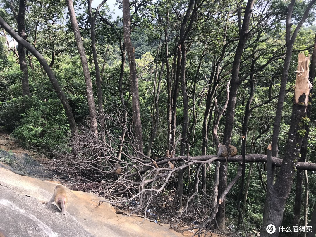 麦理浩径六七八段之重返大帽山