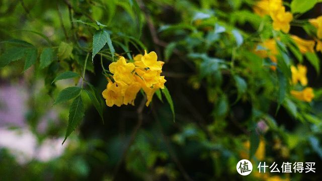 我的上天入海，看日月星辰—7天5晚马尔代夫比亚度（白雅湖）潜水之旅