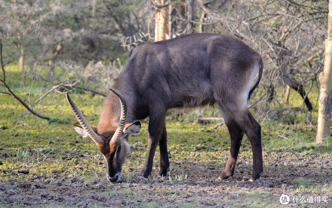 水羚（Waterbuck），多生活于沼泽等潮湿地带，会在灌木林及大草原近水的地方吃草，尾巴处有白色的围圈，雄性角长而多脊，呈螺旋型并向后弯曲