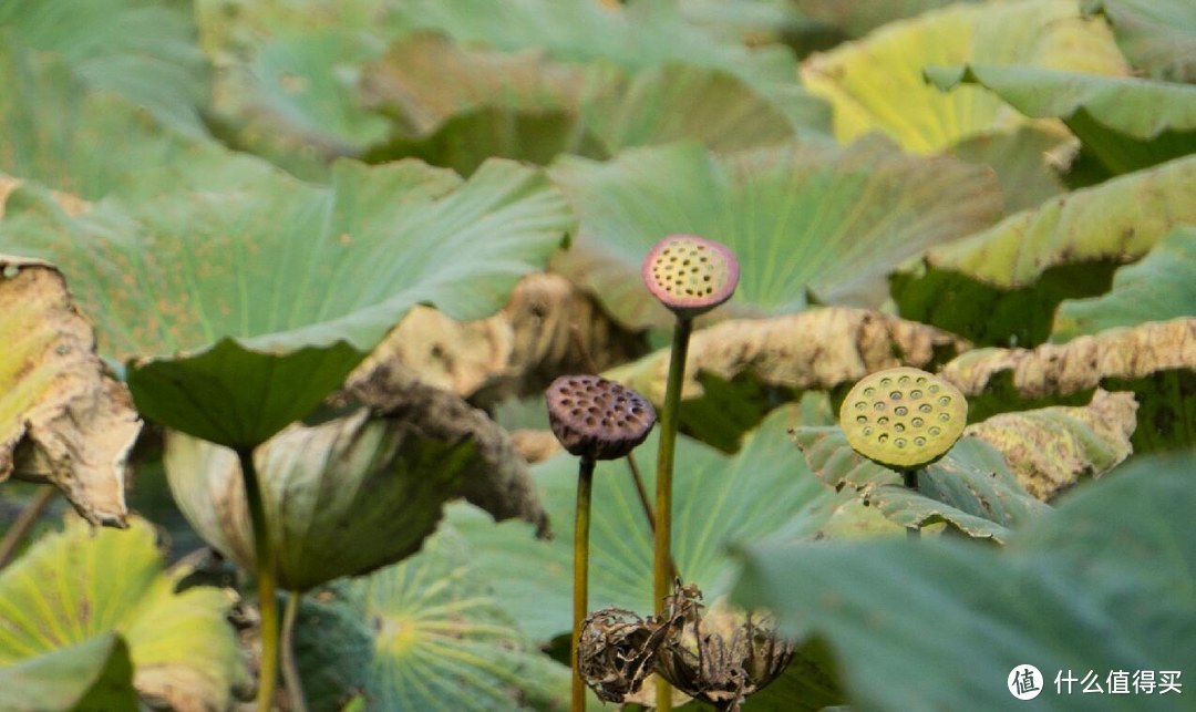 奥森