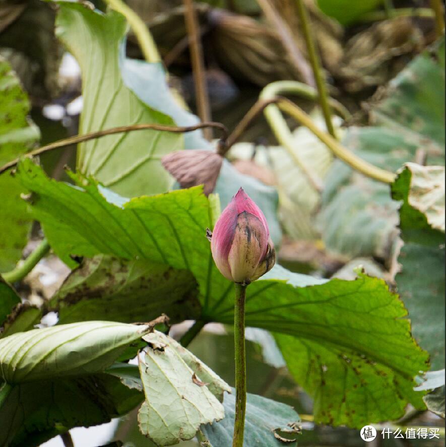 奥森