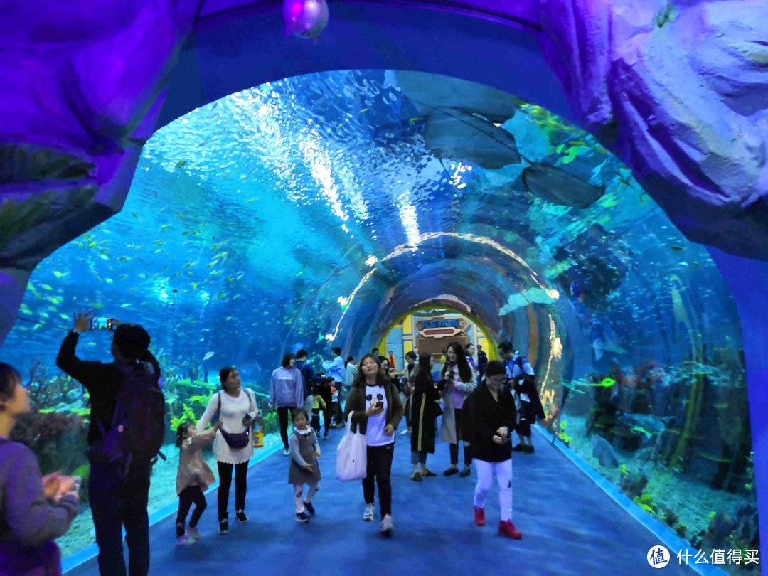 亲子园游新地标，上海海昌海洋公园领略深海的魅力